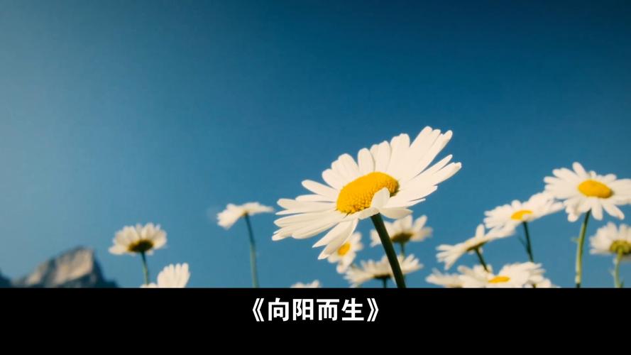 通过百度网盘分享的文件：31.风起九四，向阳而生（52集）AI短剧
